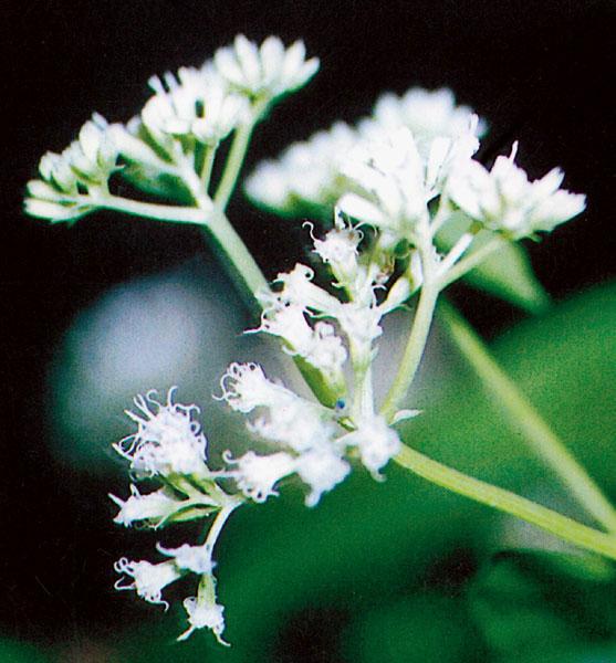 Mikania Vine | Cape York Natural Resource Management