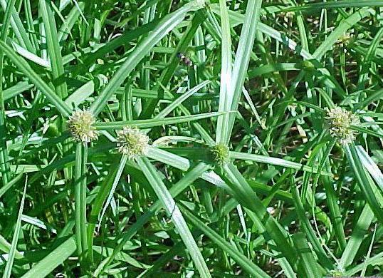 Cyperus aromaticus