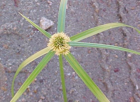 Cyperus aromaticus