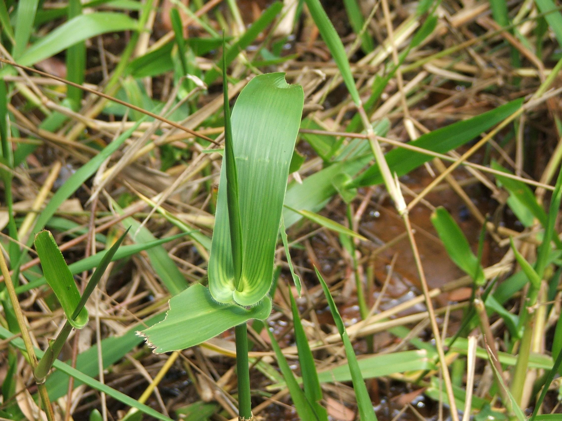 Hymenachne amplexicaulis