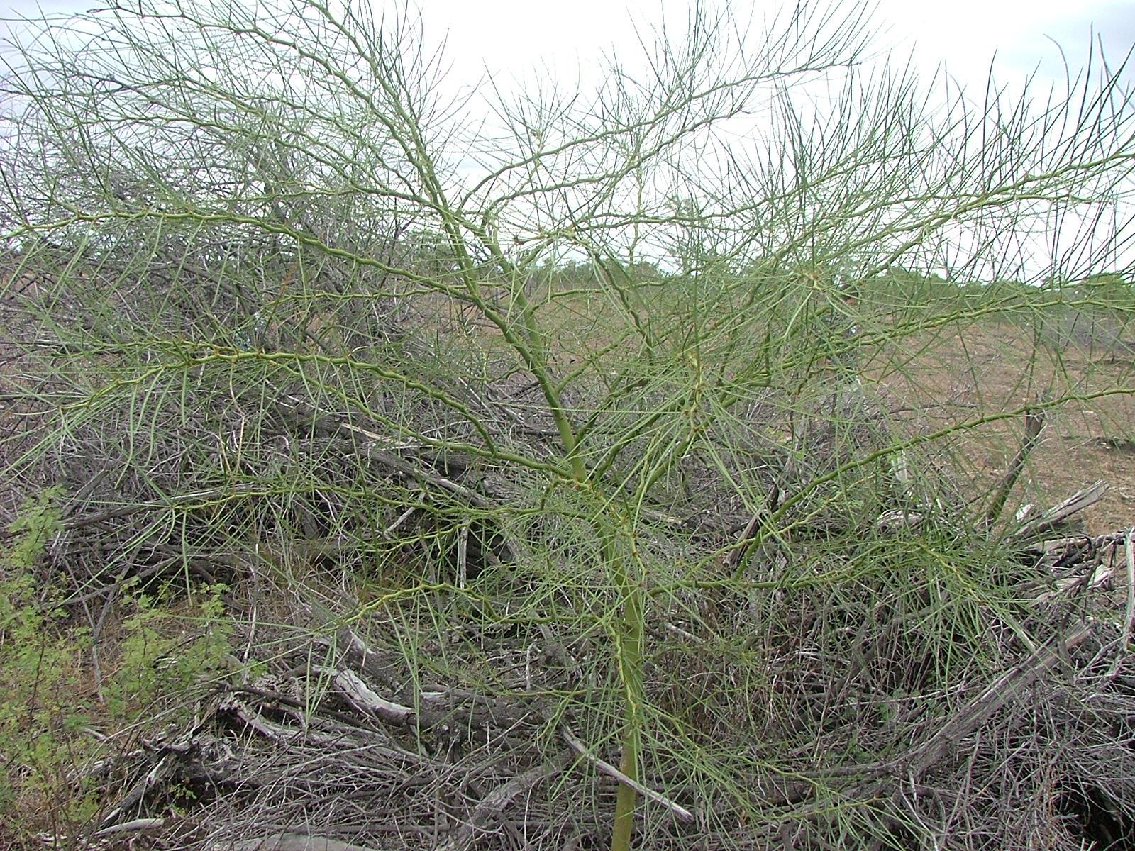 Parkinsonia aculeate