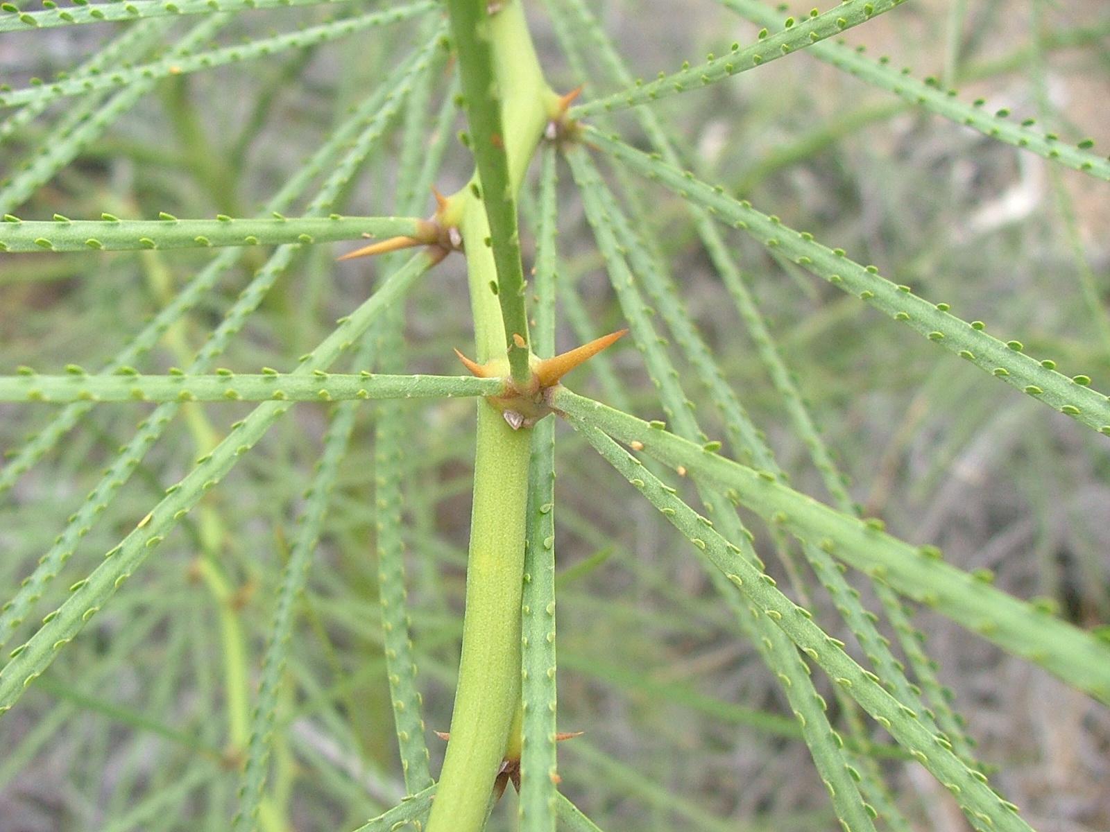 Parkinsonia aculeate