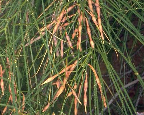 Parkinsonia aculeate