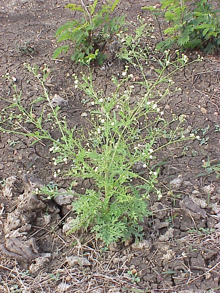 Parthenium hysterophorus