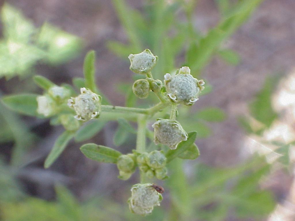 Parthenium hysterophorus