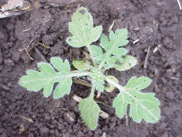 Parthenium hysterophorus