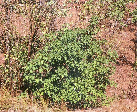 Jatropha curcas