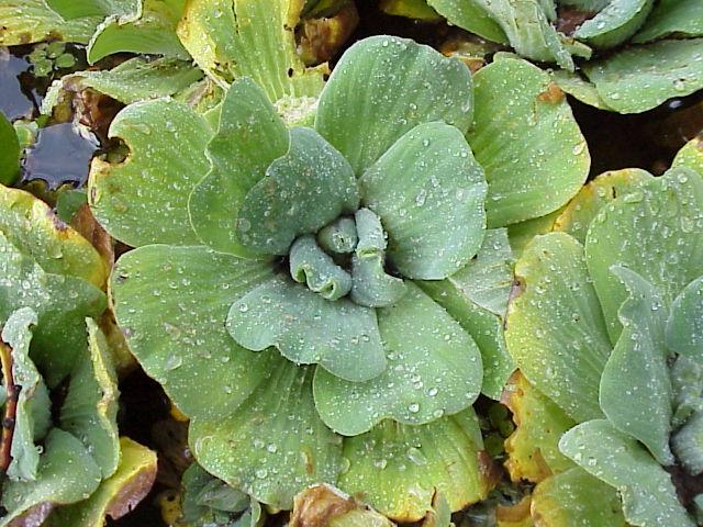 Pistia stratiotes