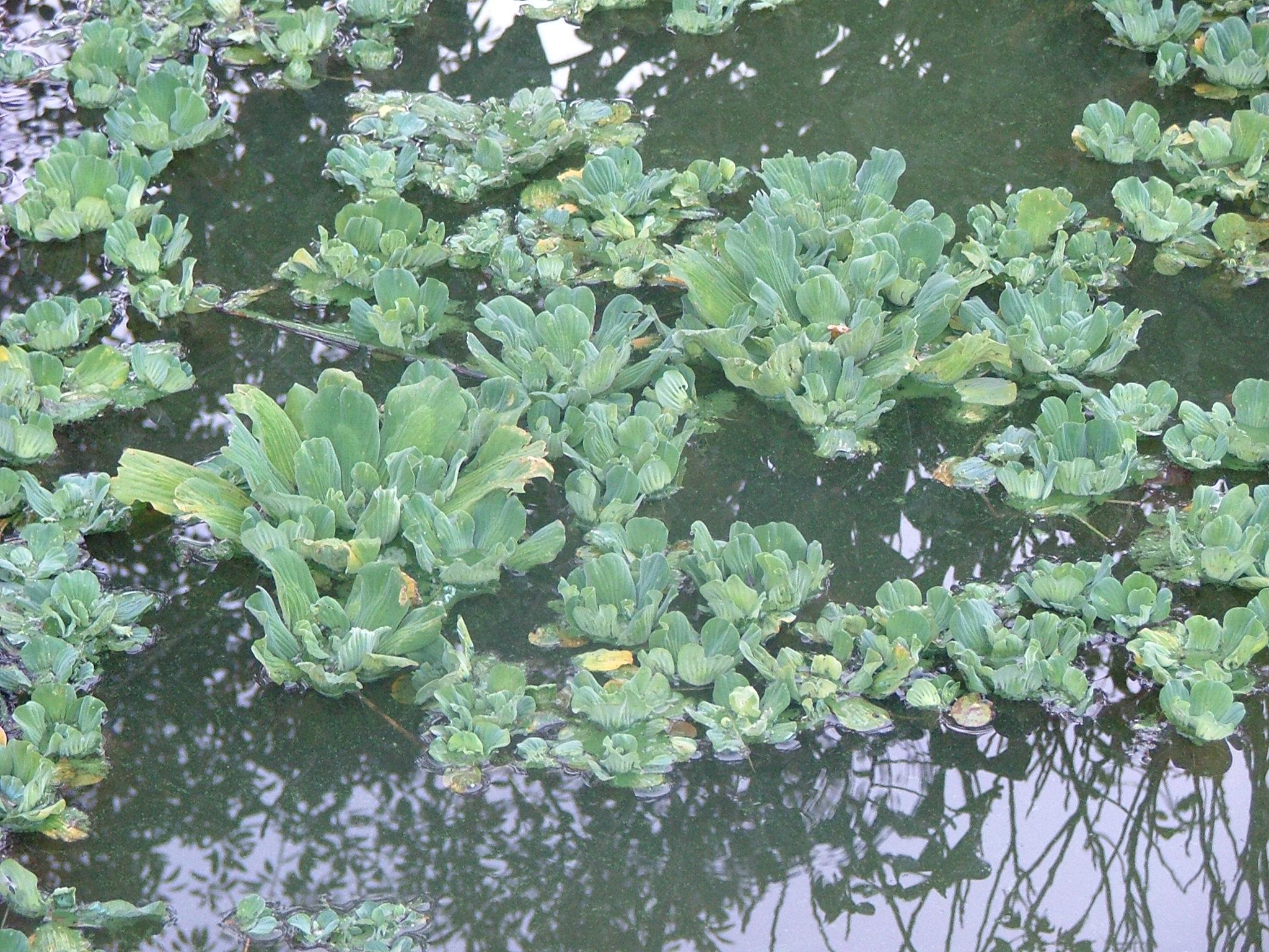 Pistia stratiotes