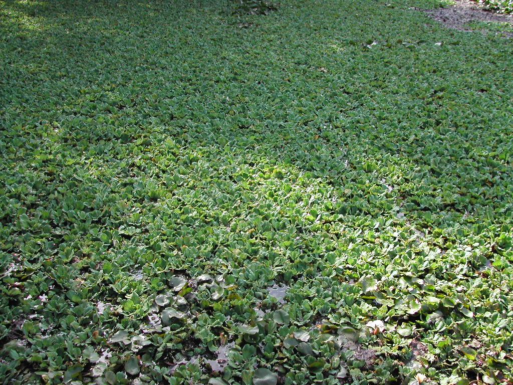 Pistia stratiotes