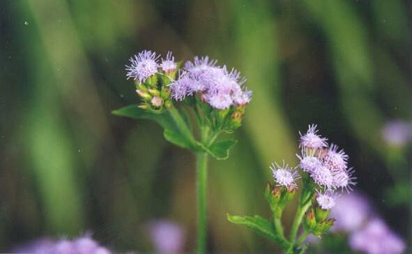 Eupatorium catarium