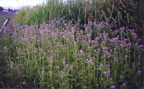 Eupatorium catarium