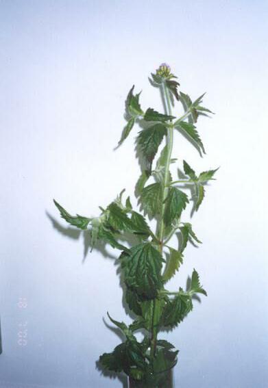 Eupatorium catarium