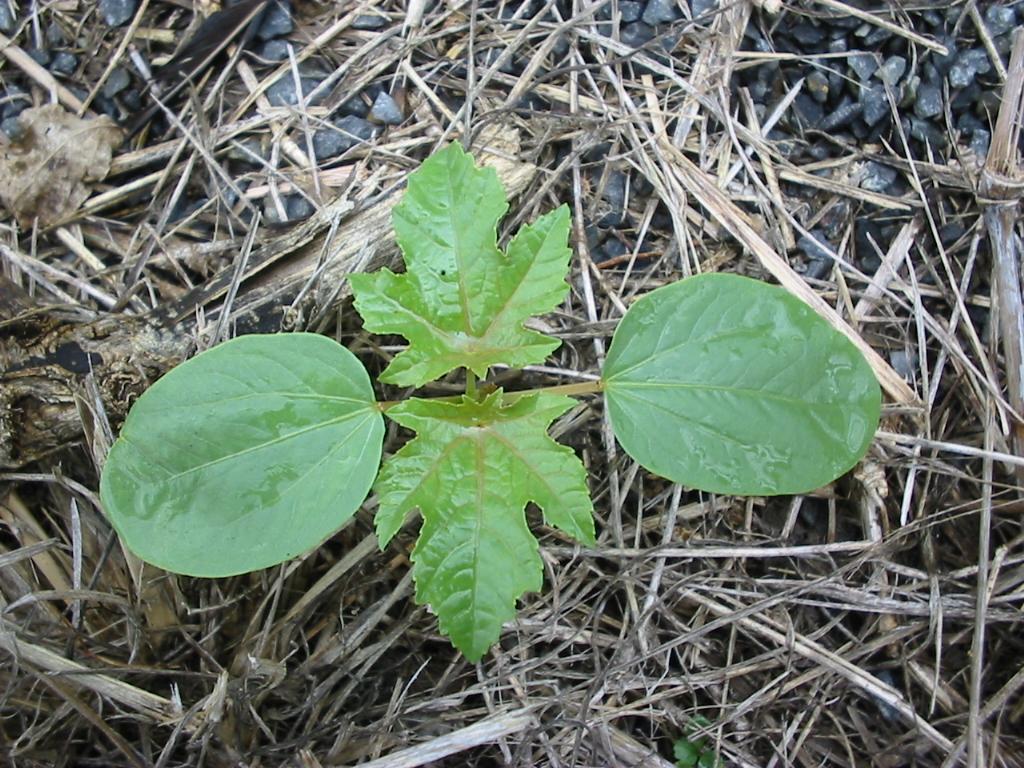 Ricinus communis