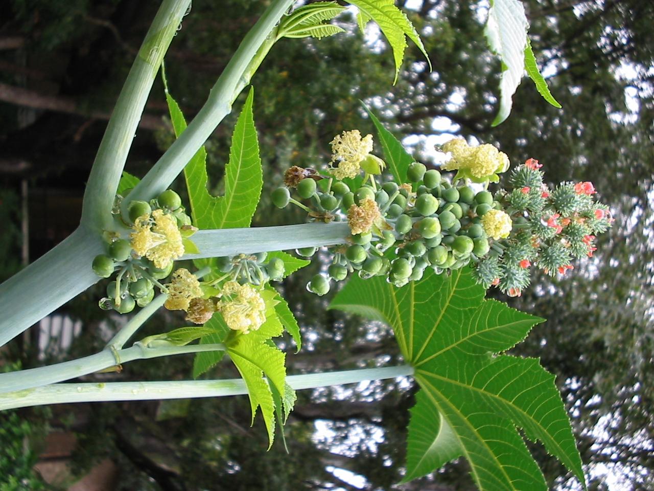 Ricinus communis