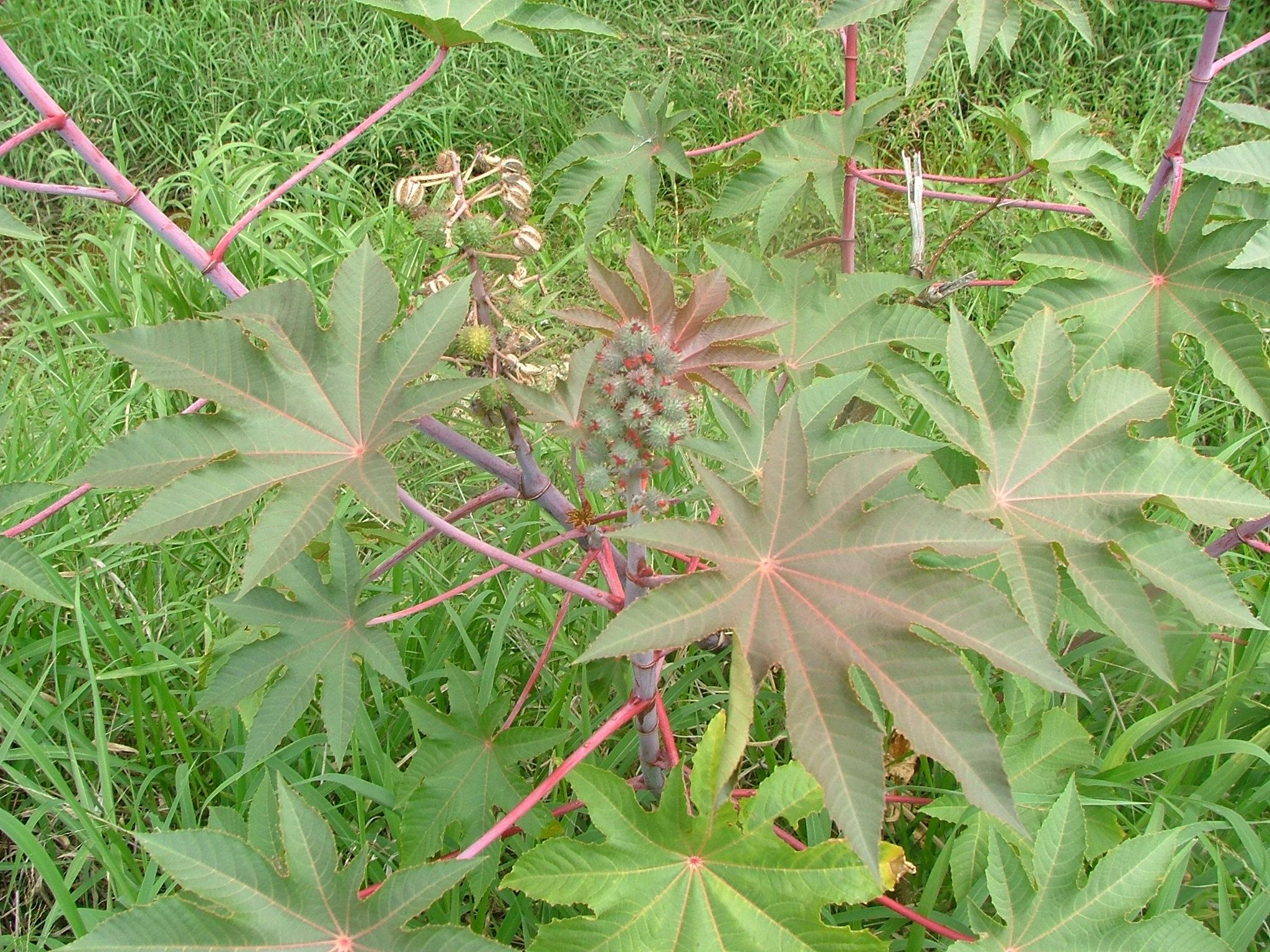 Ricinus communis