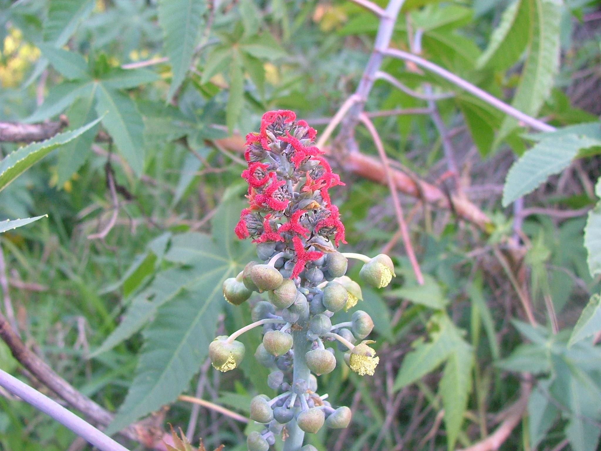 Ricinus communis