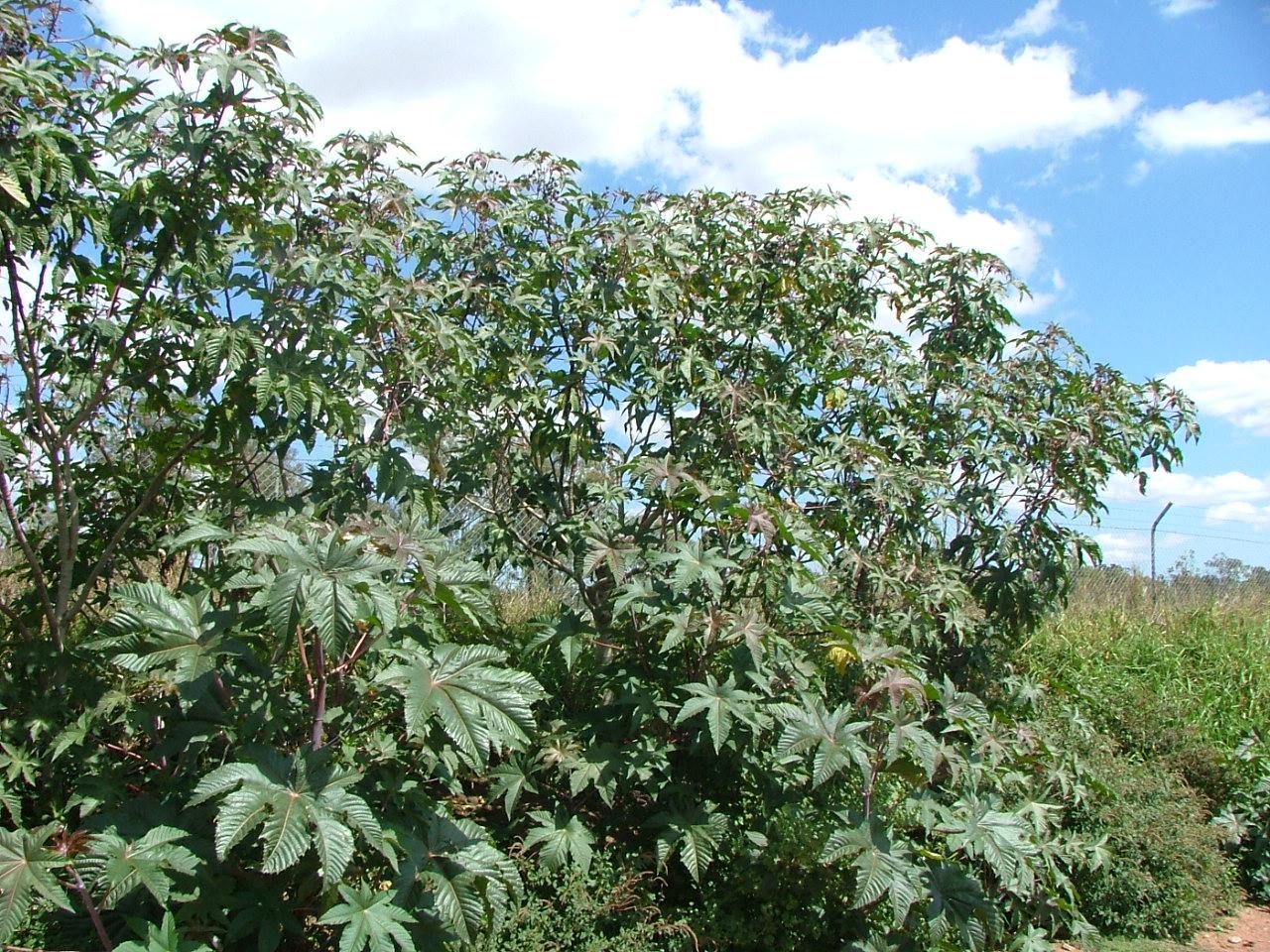 Ricinus communis