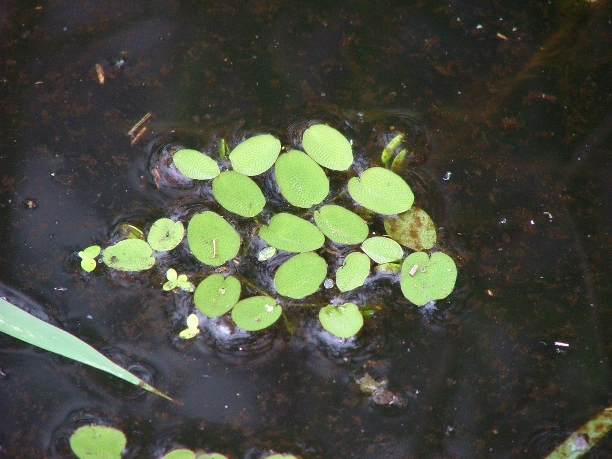 Salvinia molesta