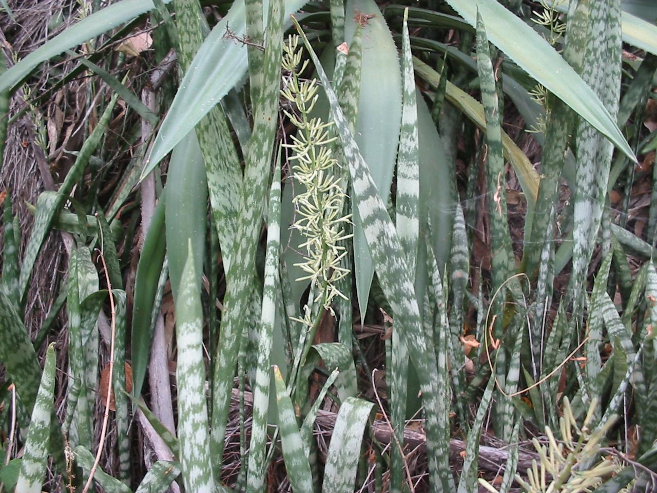 Sansevieria trifasciata