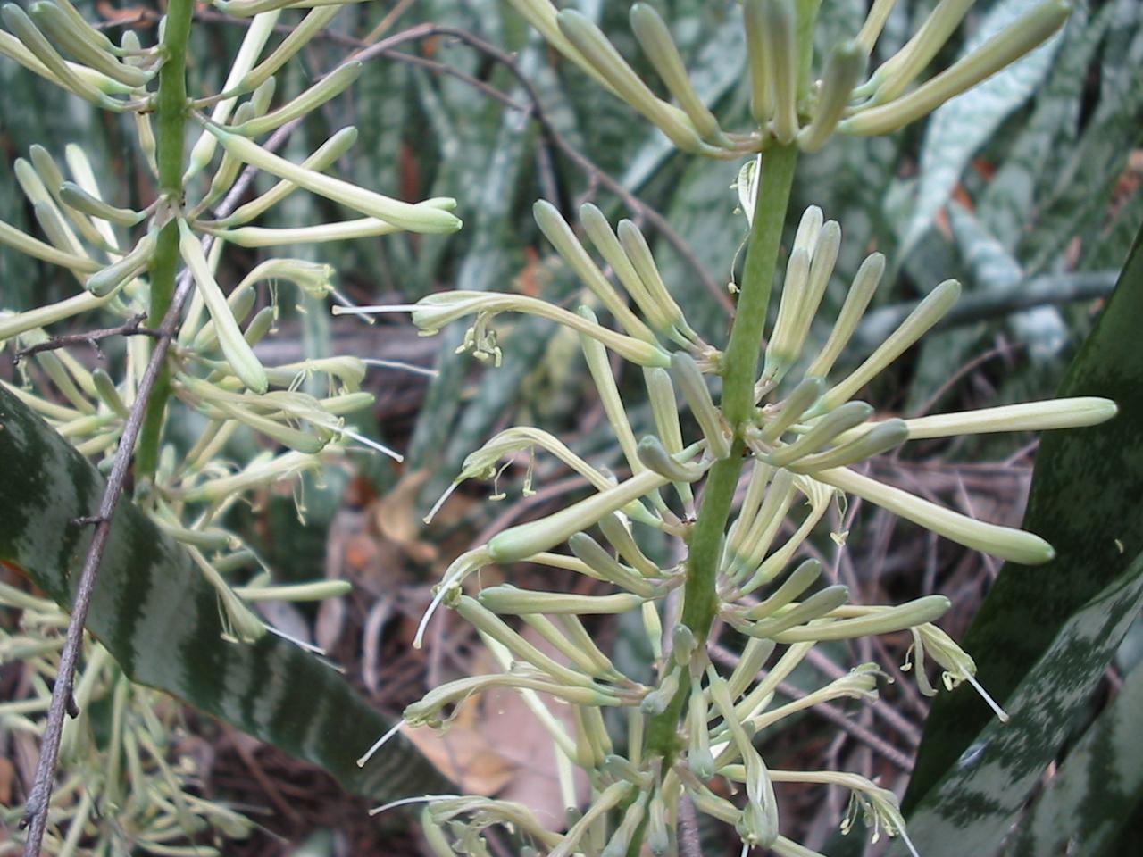 Sansevieria trifasciata