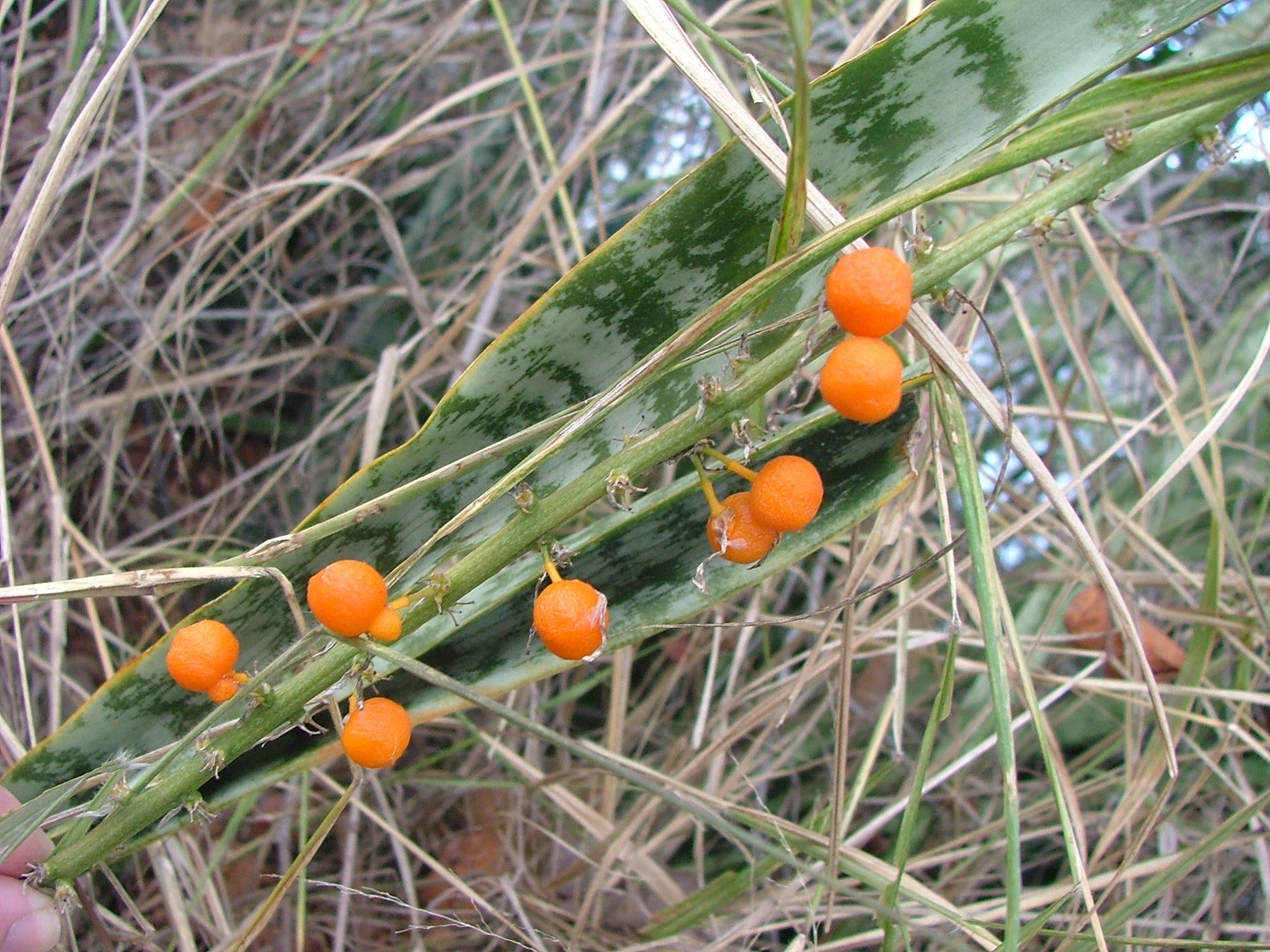 Sansevieria trifasciata