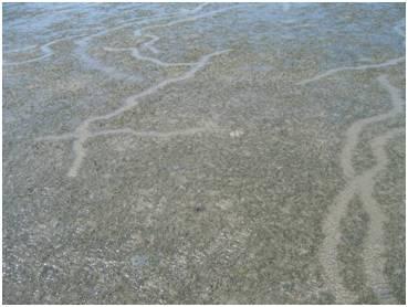 Dugong trails in seagrass meadows