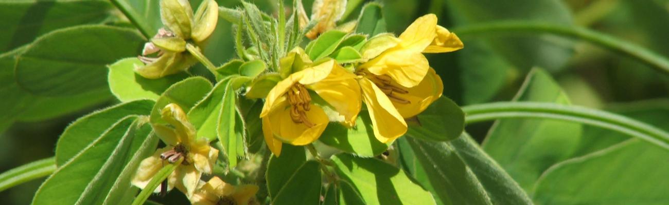 Senna obtusifolia