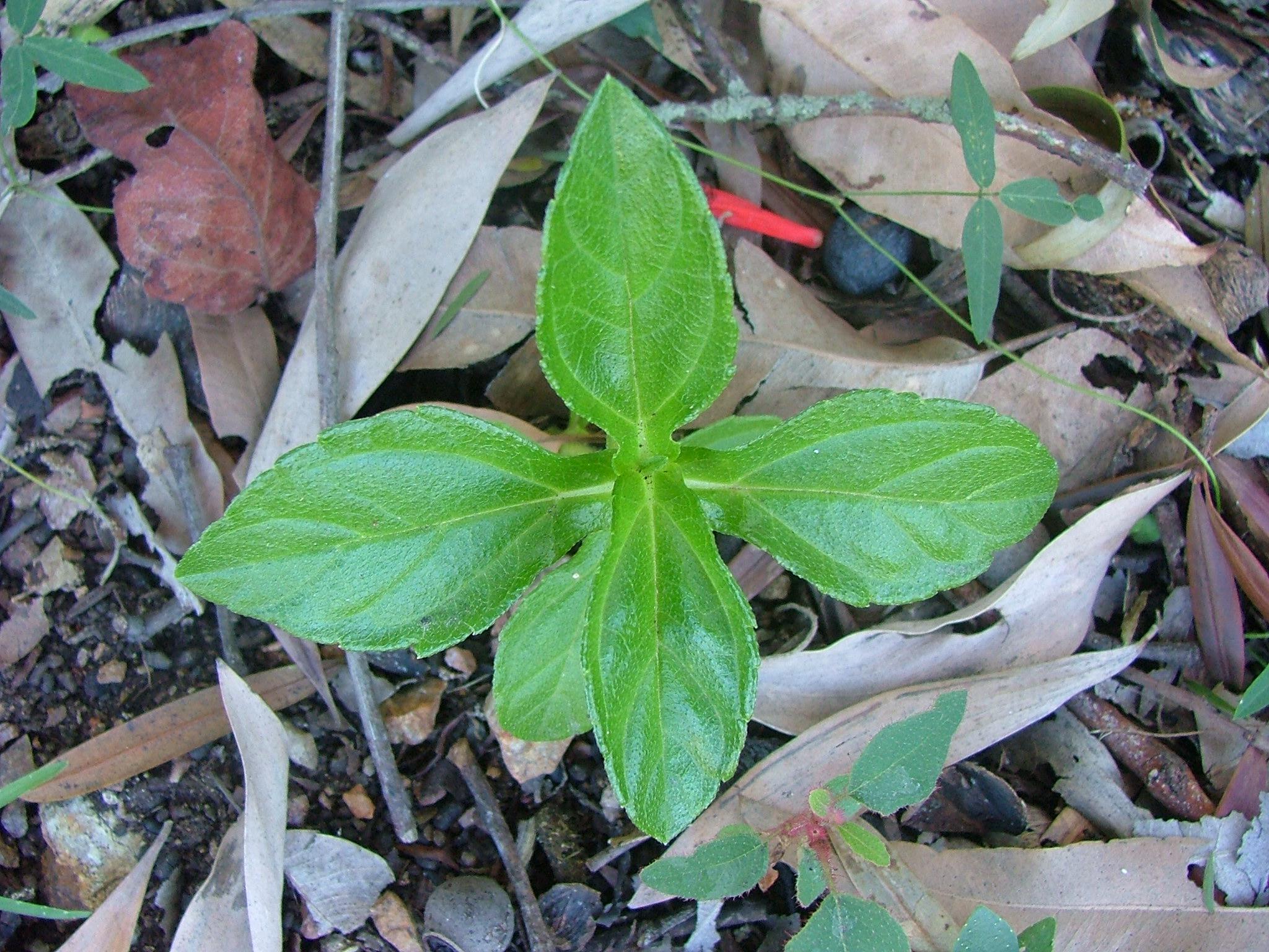 Sphagneticola trilobata