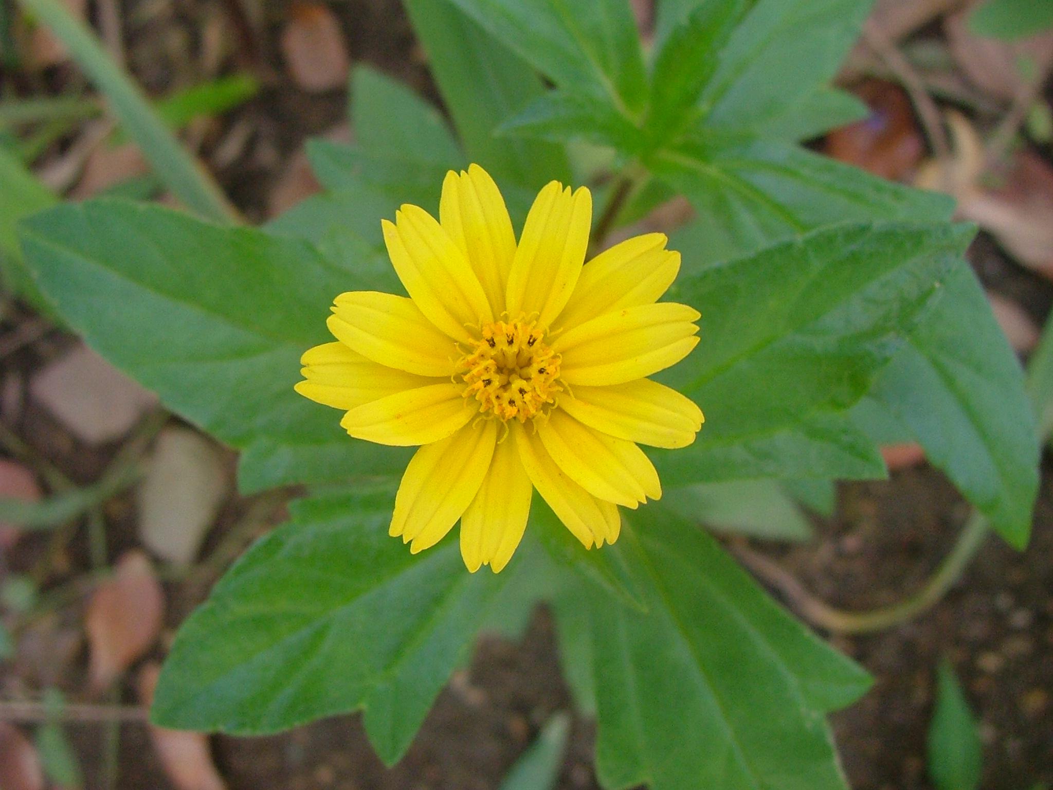 Sphagneticola trilobata