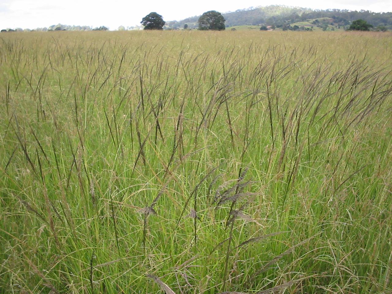 Sporobolus pyramidalis and Sporobolus natalensis