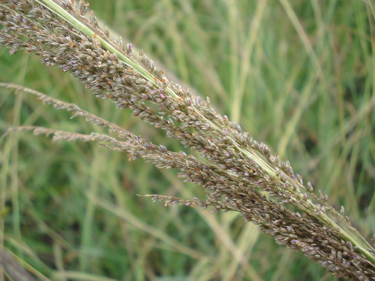 Sporobolus pyramidalis and Sporobolus natalensis