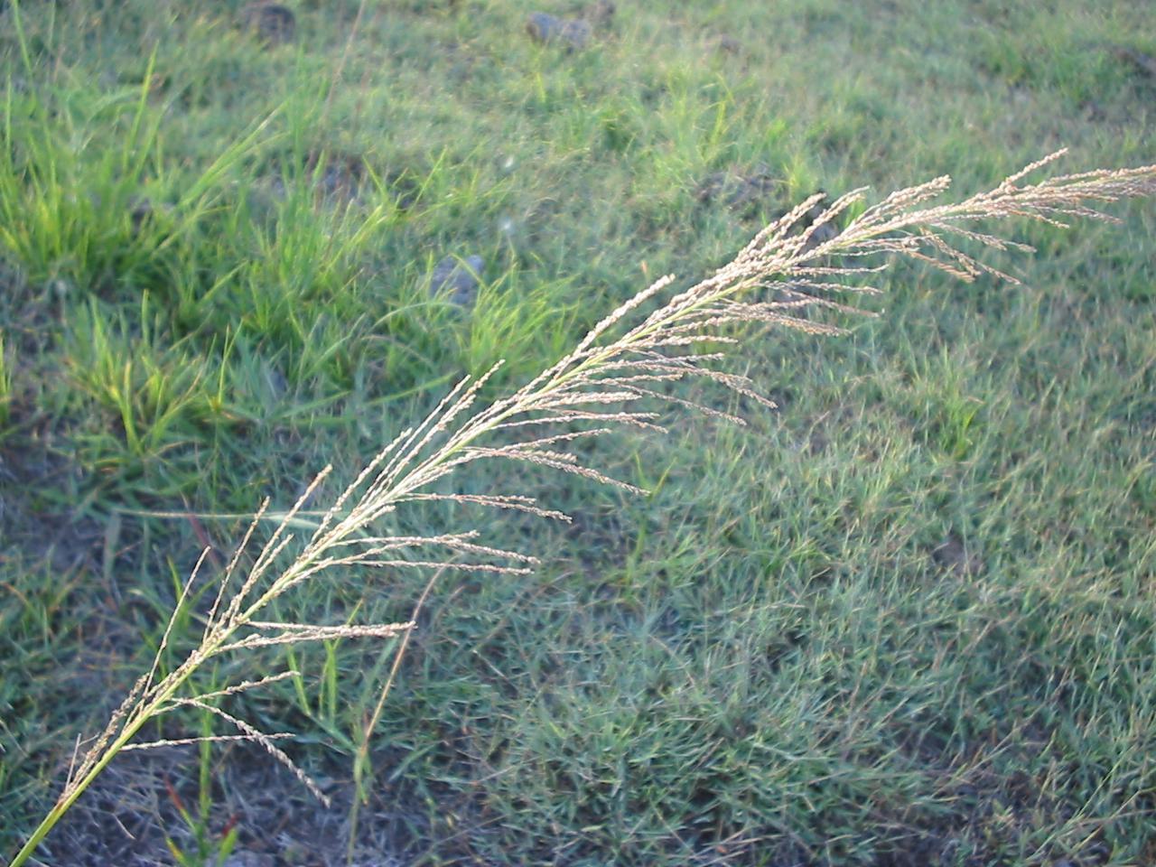 Sporobolus pyramidalis and Sporobolus natalensis