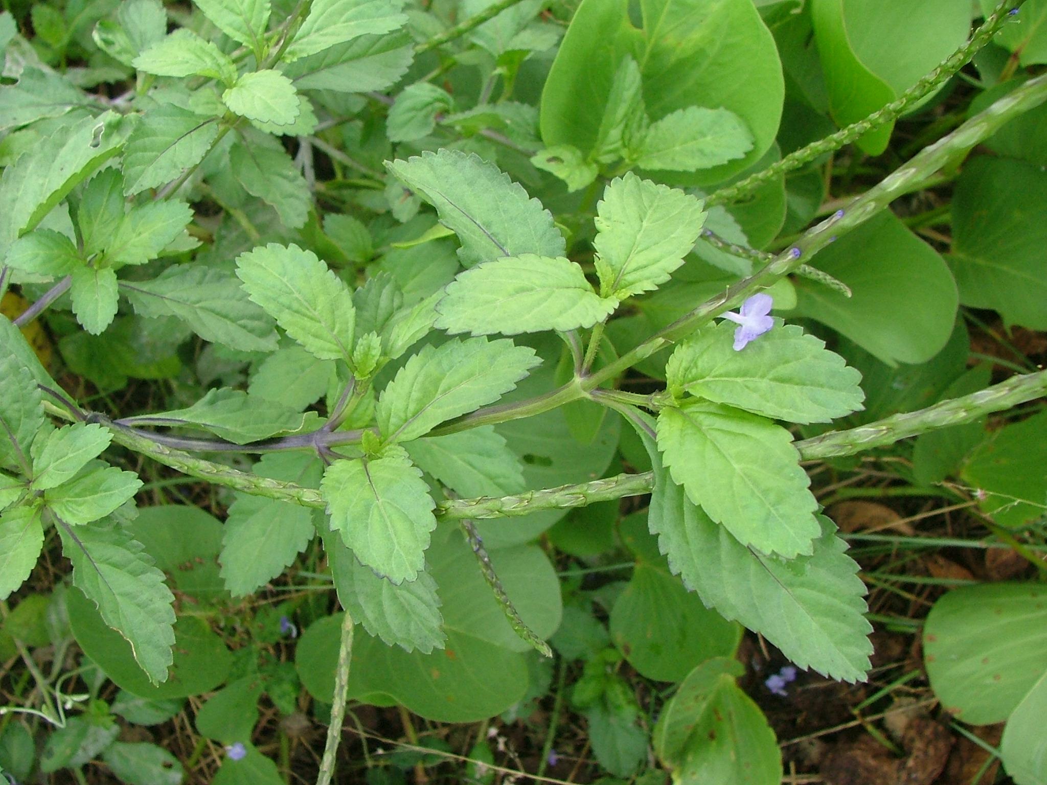 Stachytarpheta jamaicensis