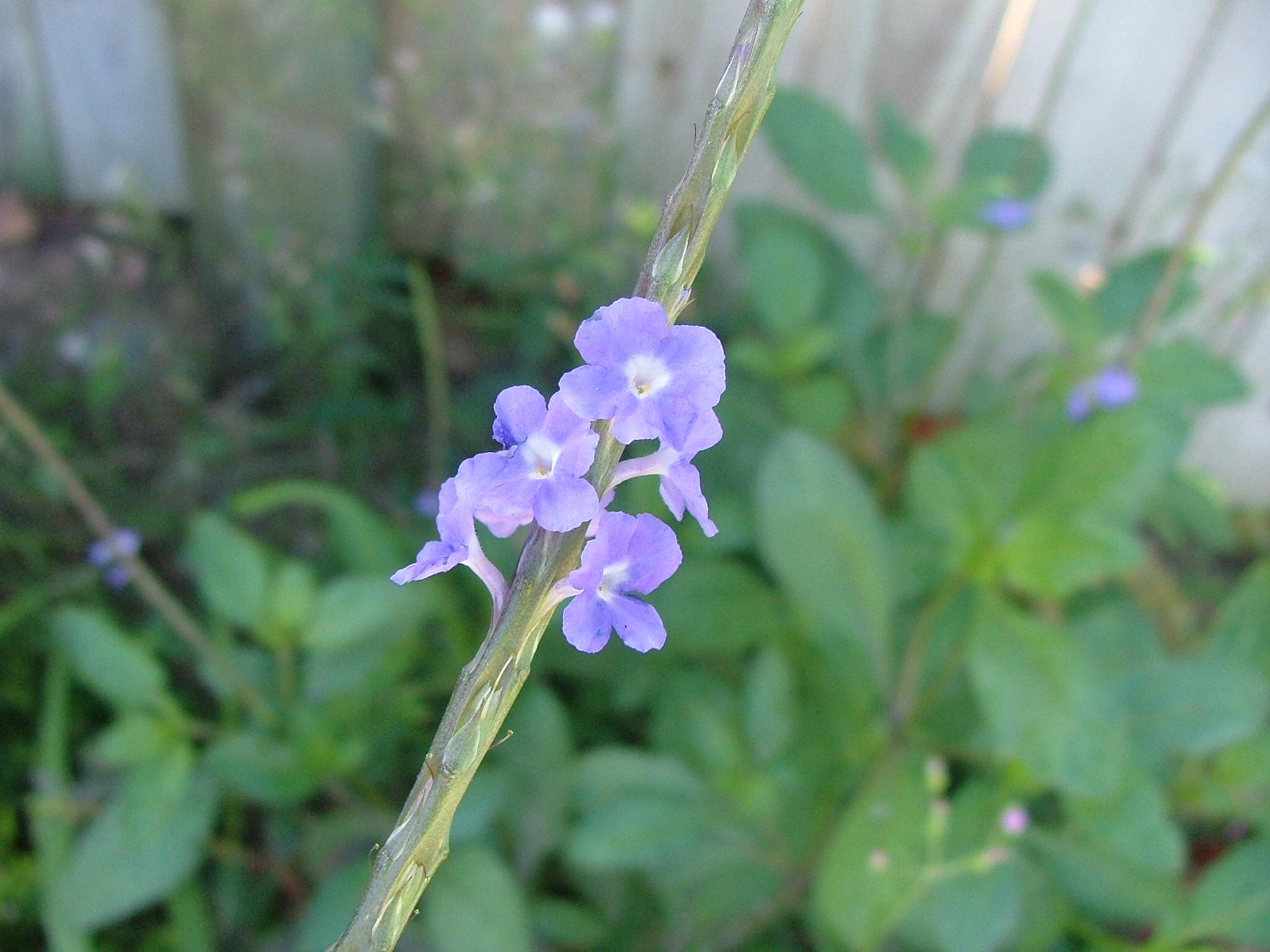 Stachytarpheta jamaicensis