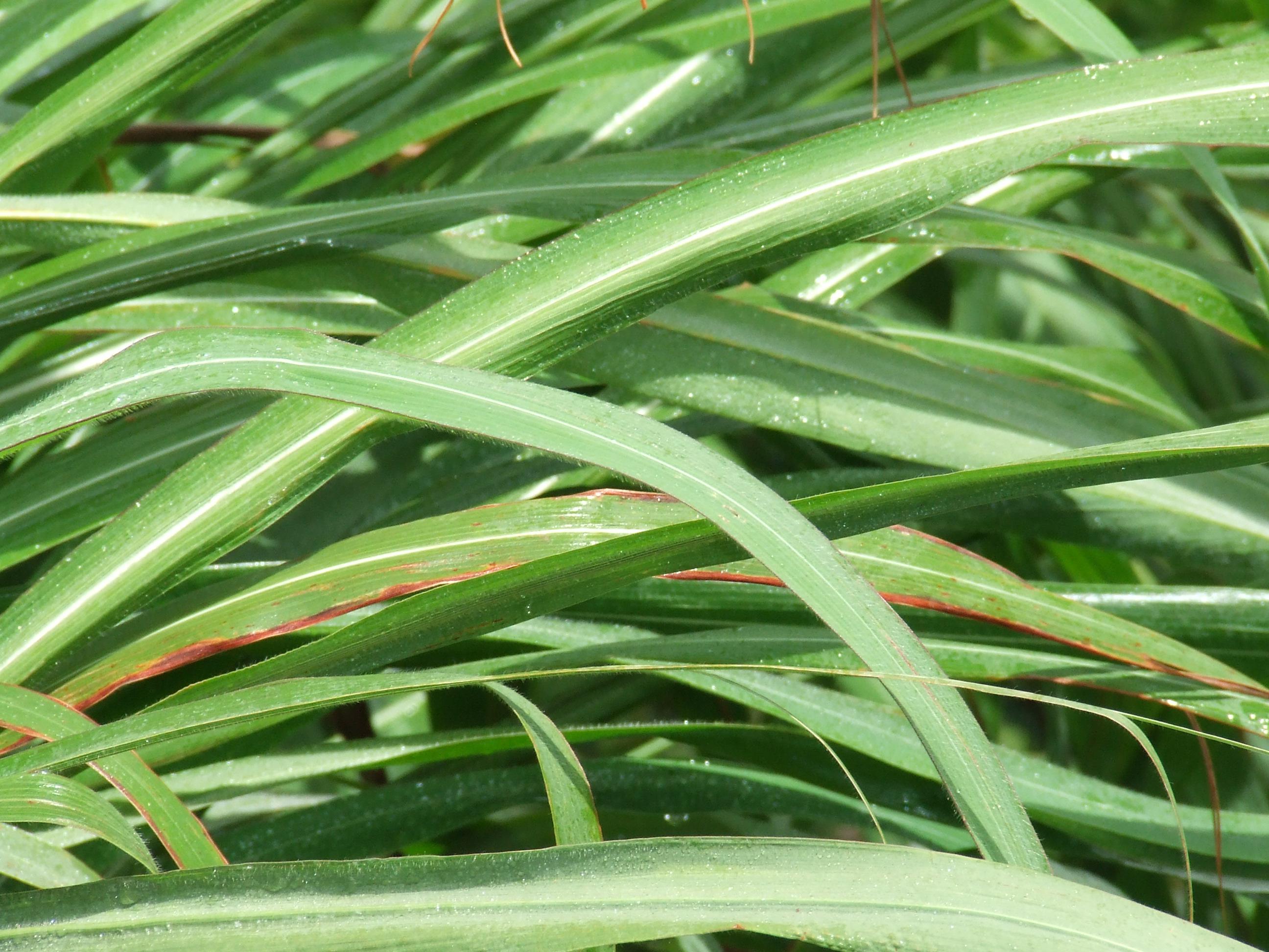 Gamba grass close up