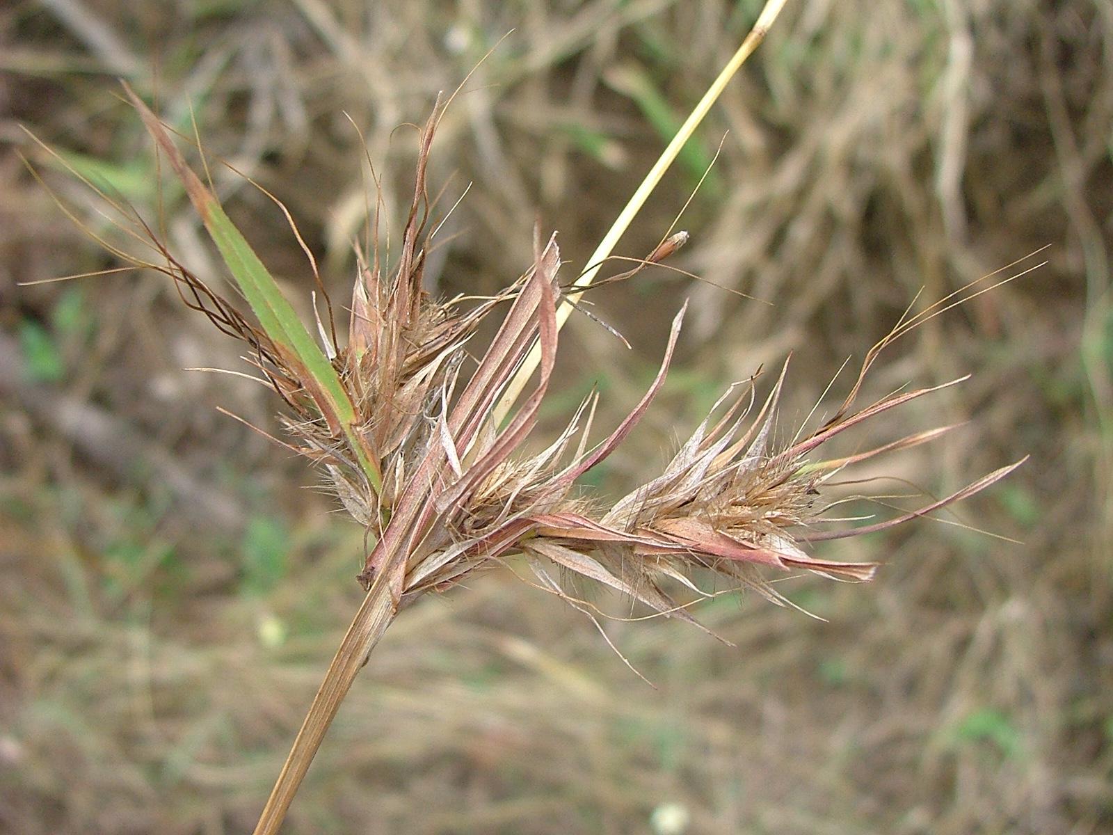 Themeda quadrivalvis