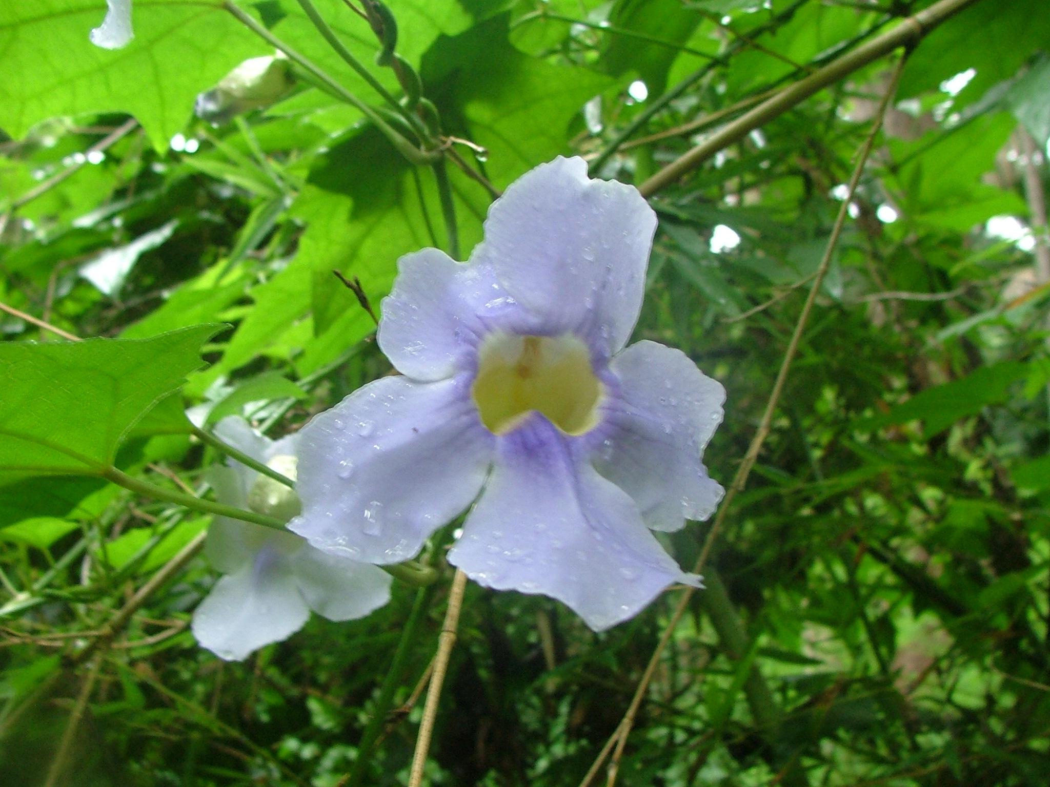 Thunbergia grandiflora and Thunbergia laurifloia