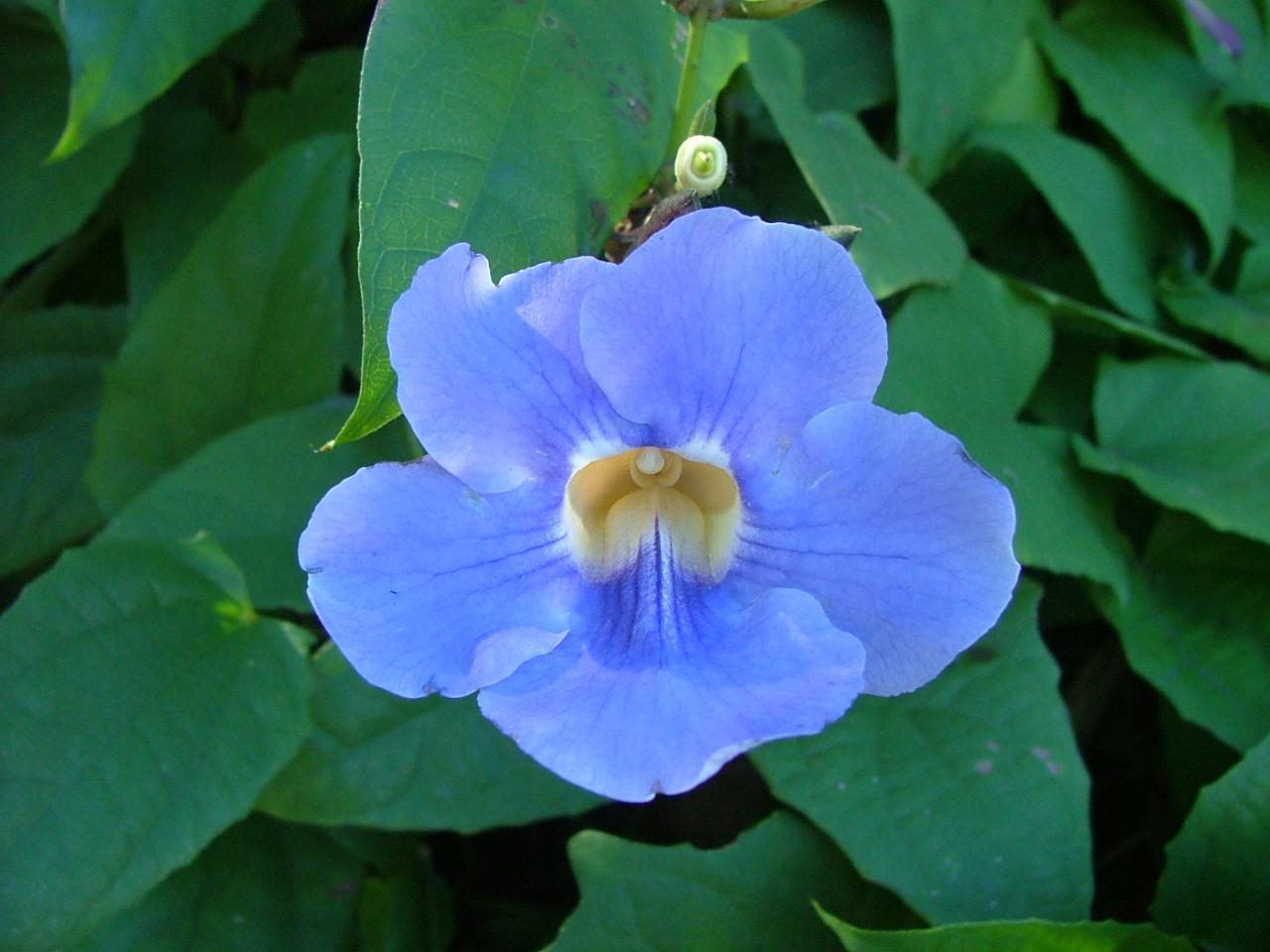 Thunbergia grandiflora and Thunbergia laurifloia