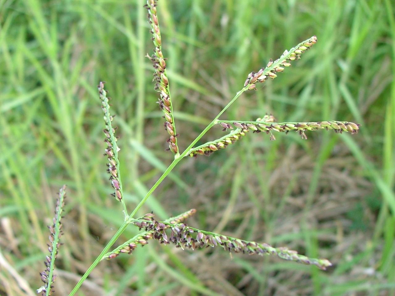 Brachiaria mutica