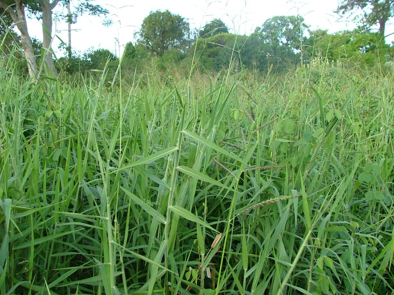 Brachiaria mutica