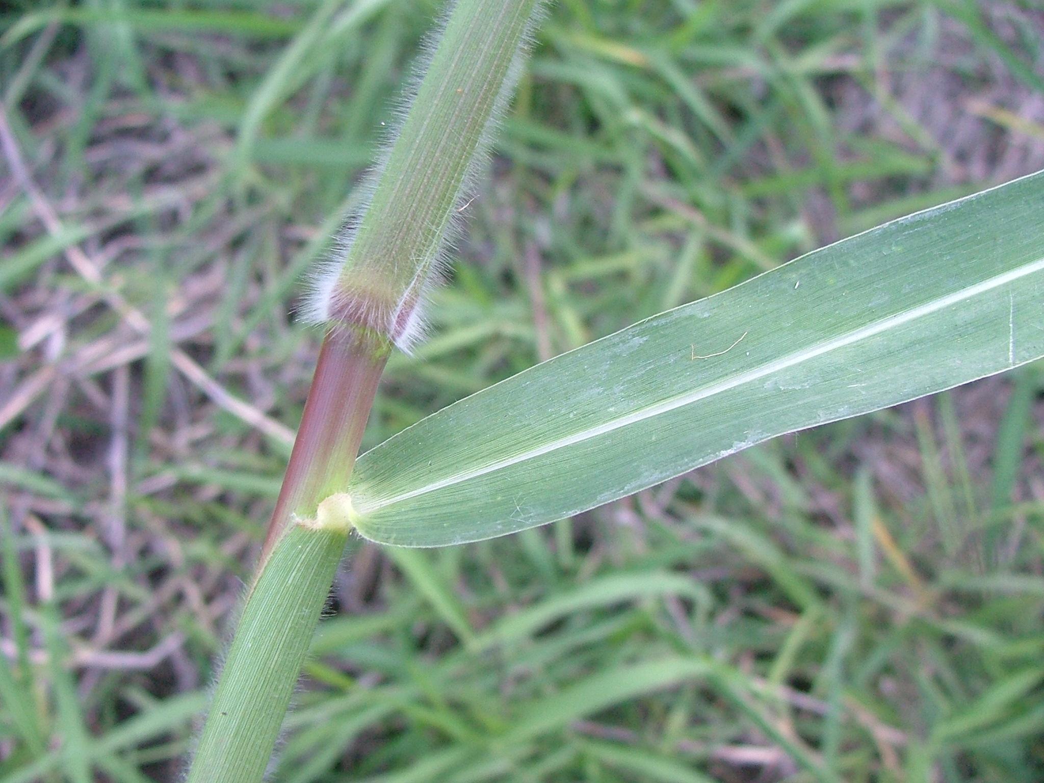 Brachiaria mutica