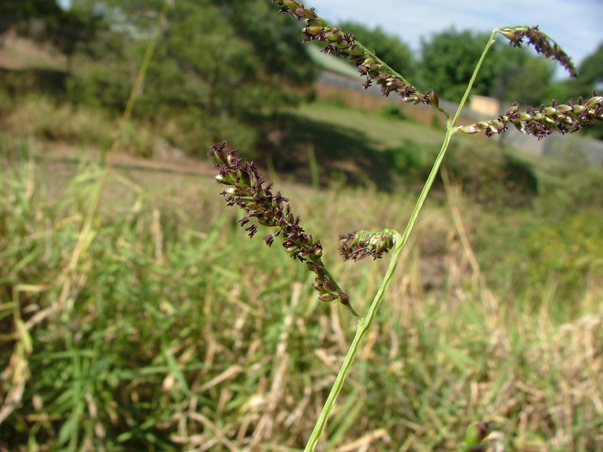 Brachiaria mutica