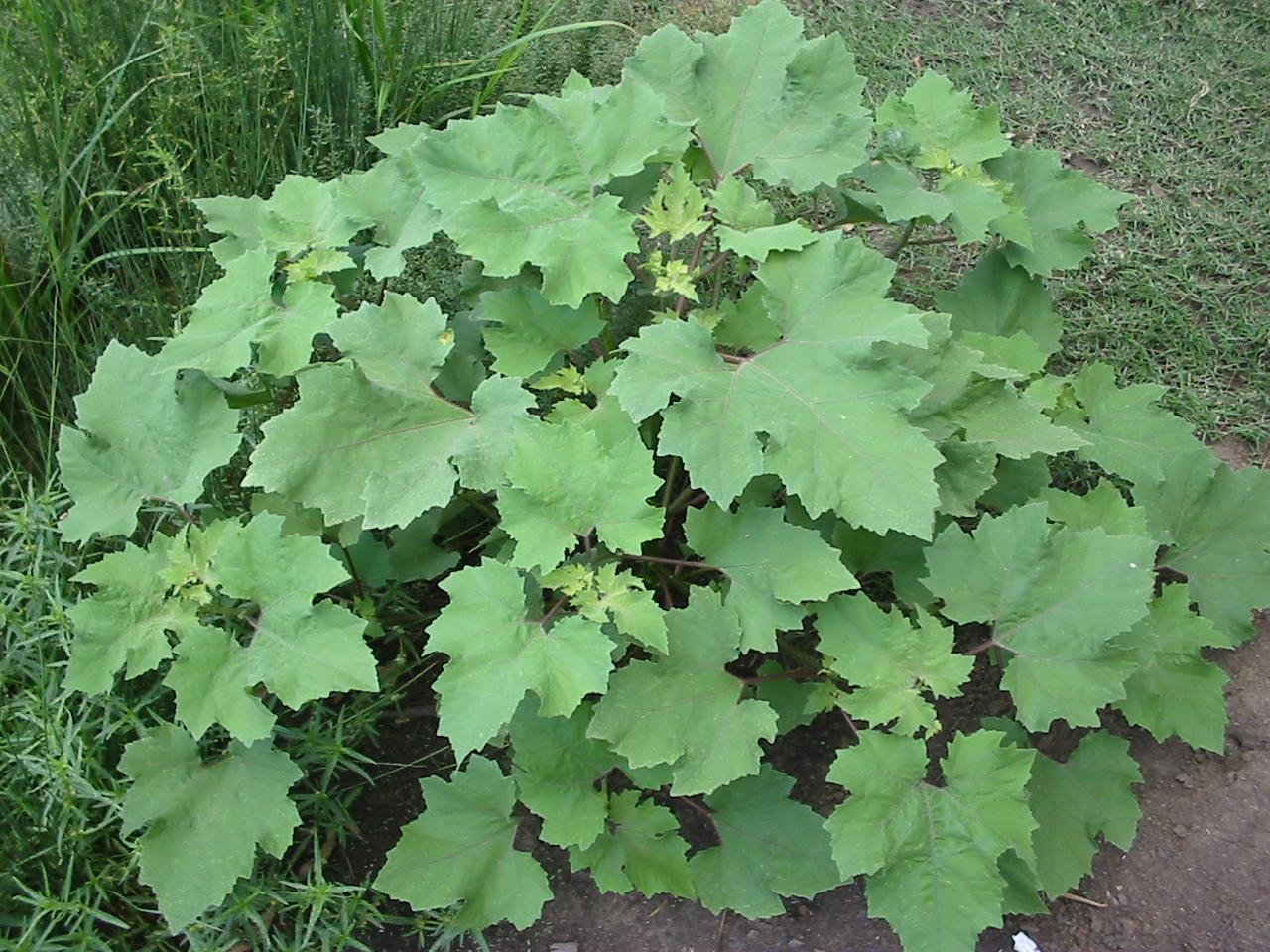 Xanthium occidentale