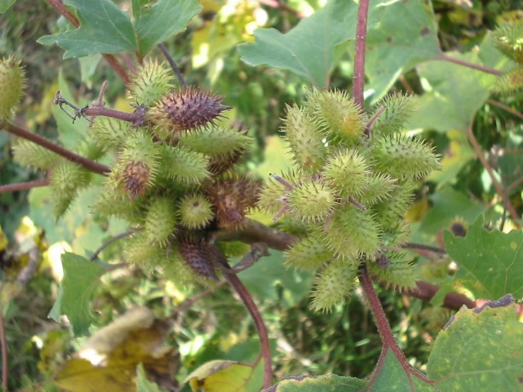 Xanthium occidentale