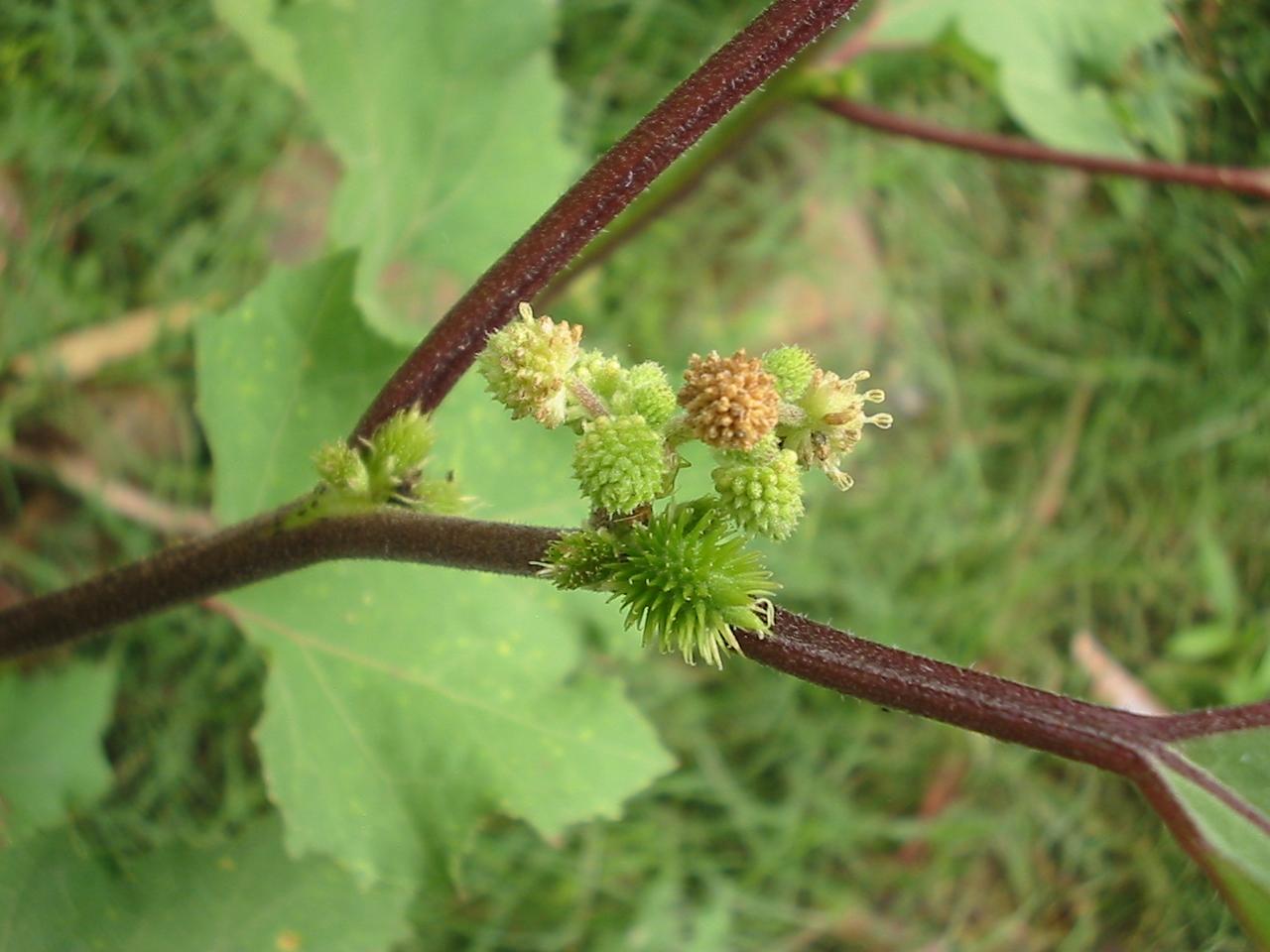 Xanthium occidentale