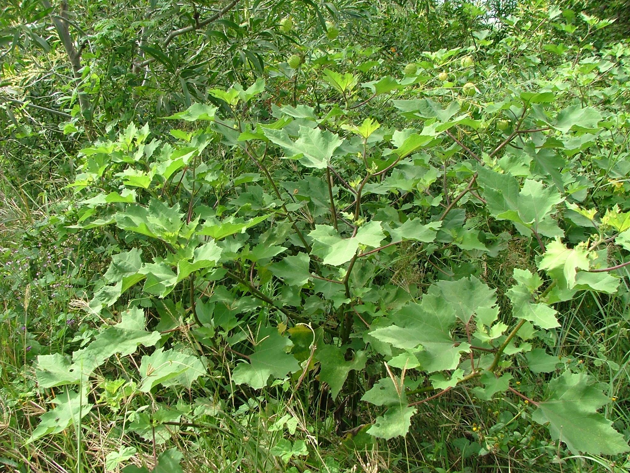 Xanthium occidentale