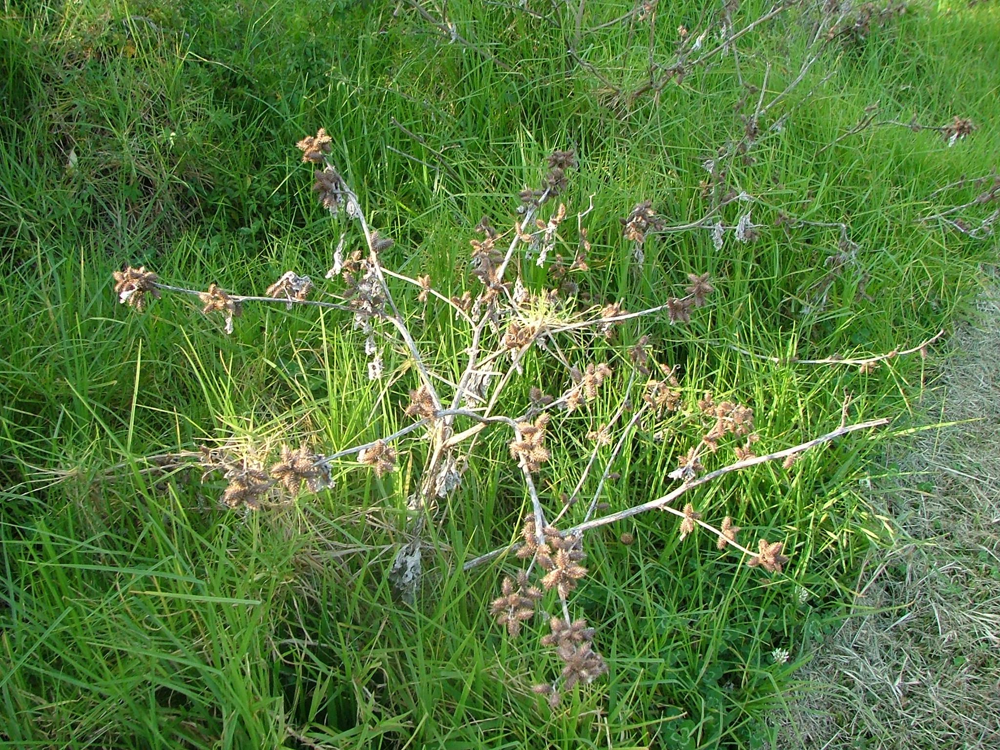 Xanthium occidentale