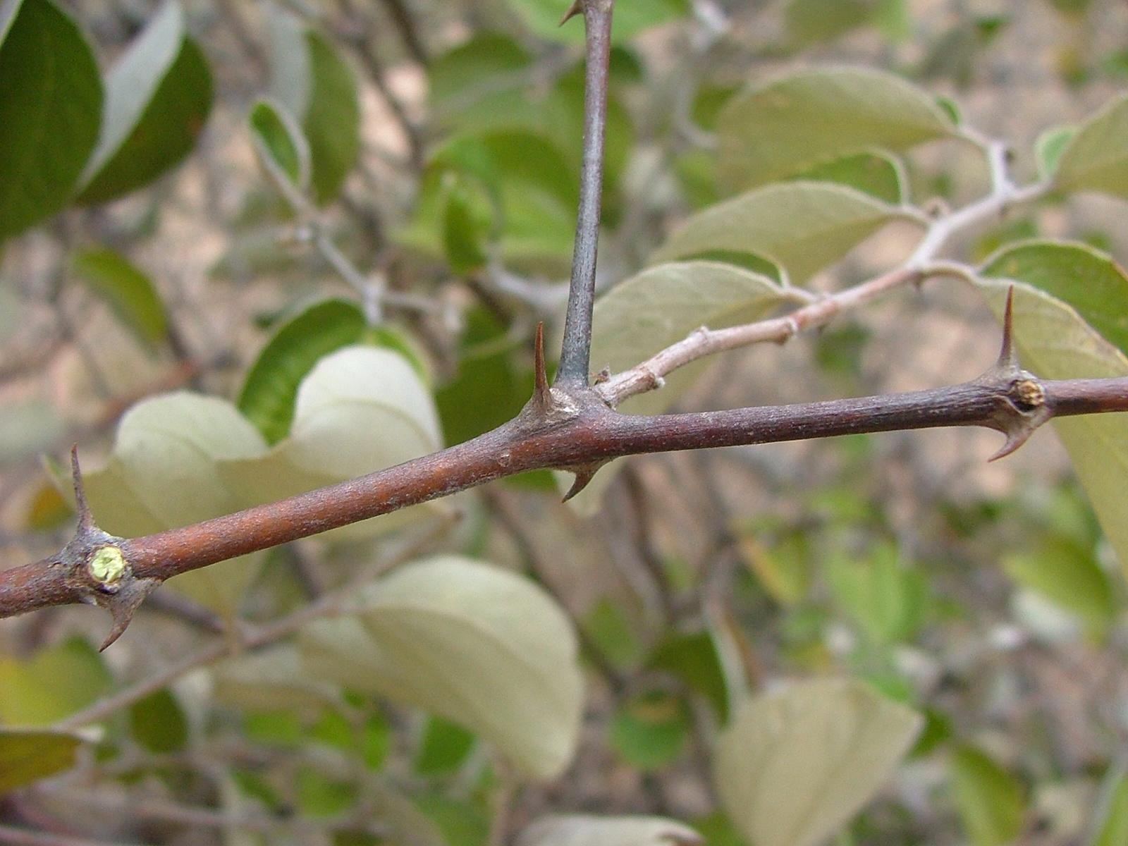 Chinee apple Ziziphus mauritiana