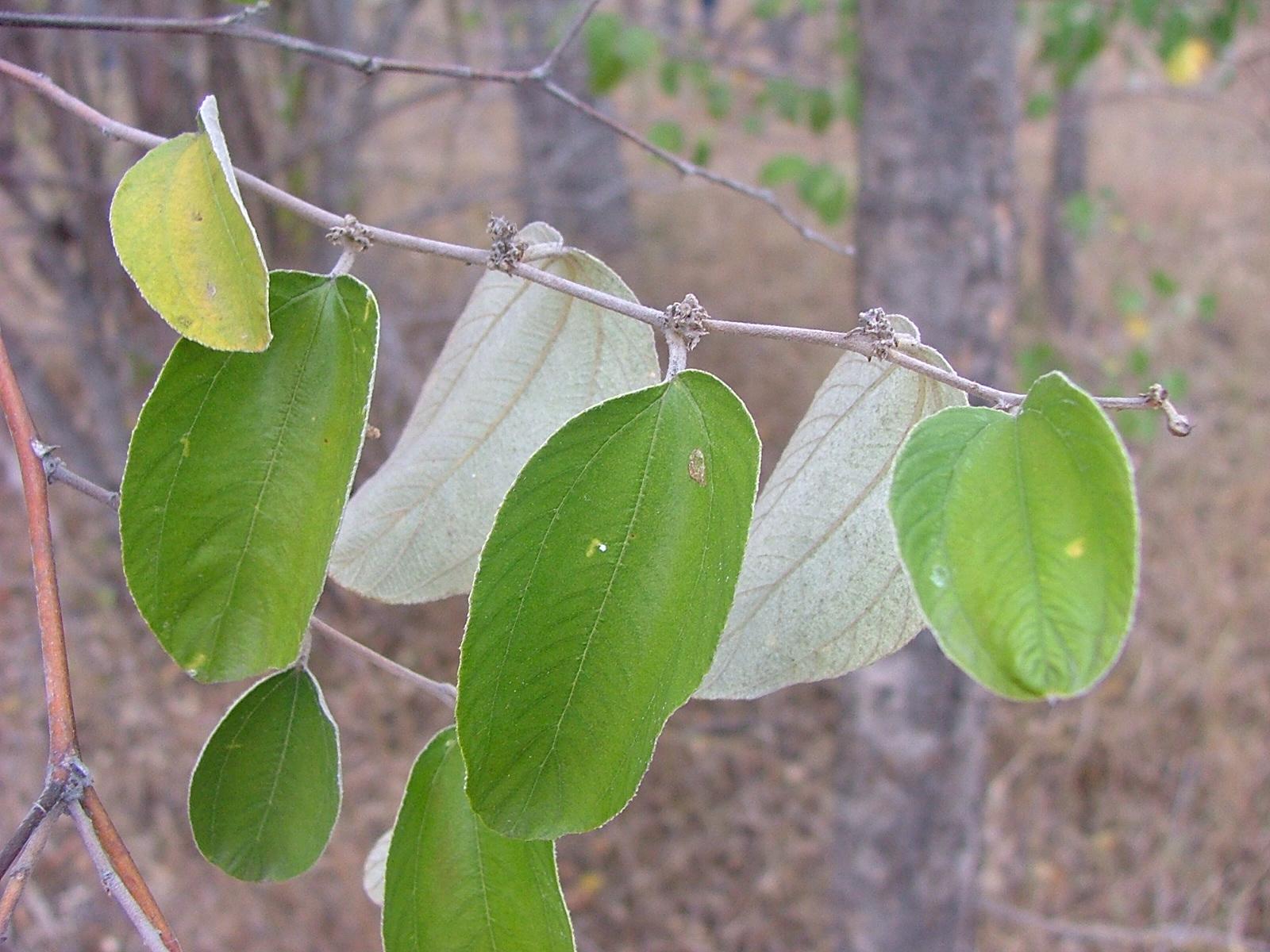 Chinee apple Ziziphus mauritiana